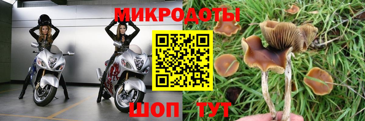 купить  цена  Вход с VPN  Елизово  Галлюциногенные грибы MAGIC MUSHROOMS 